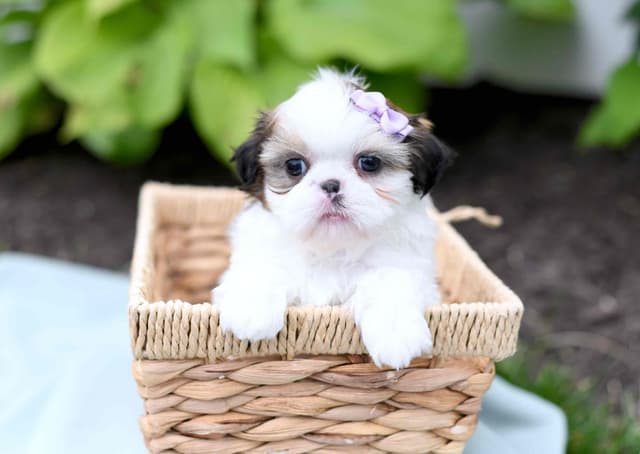 Beautiful Shih Tzu Puppies media 8