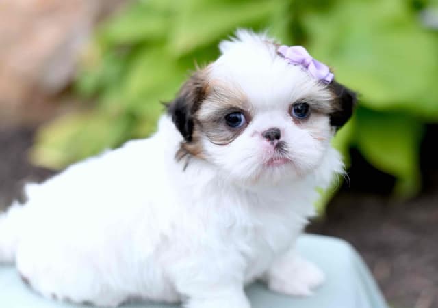 Beautiful Shih Tzu Puppies media 10