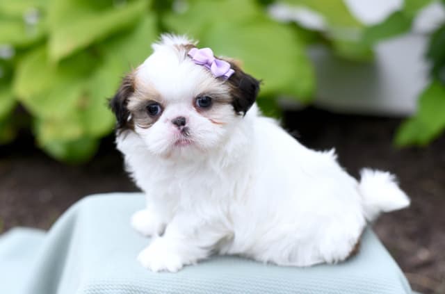 Beautiful Shih Tzu Puppies media 11
