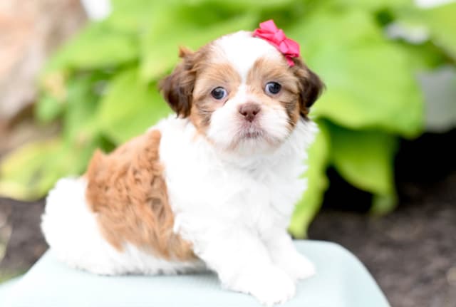 Beautiful Shih Tzu Puppies media 6