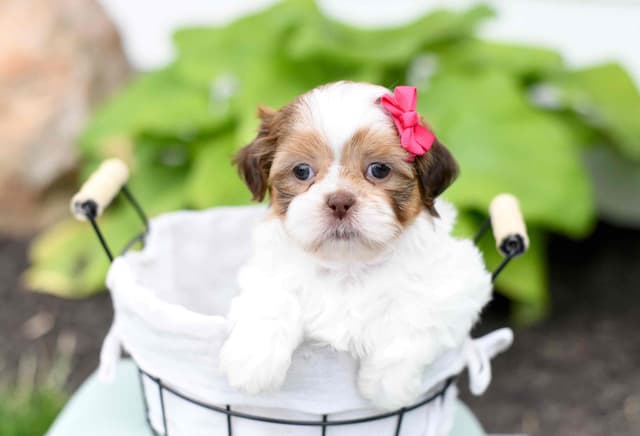 Beautiful Shih Tzu Puppies media 4