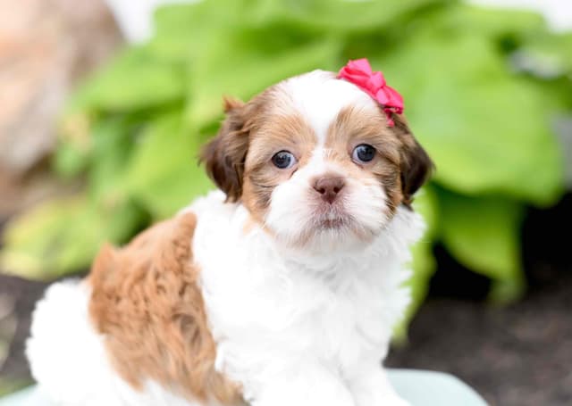 Beautiful Shih Tzu Puppies media 5