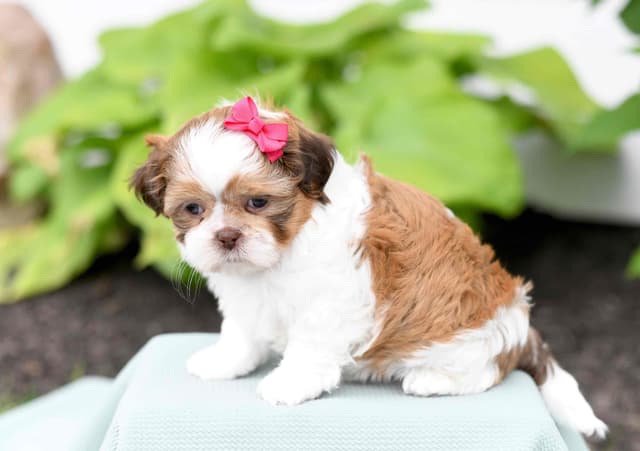 Beautiful Shih Tzu Puppies media 7