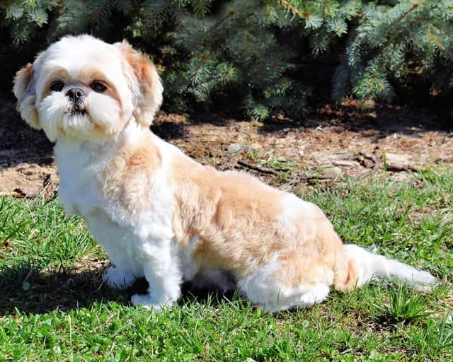 Beautiful Shih Tzu Puppies media 12