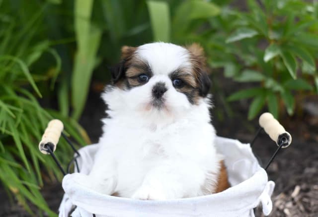 Shih Tzu Female media 2