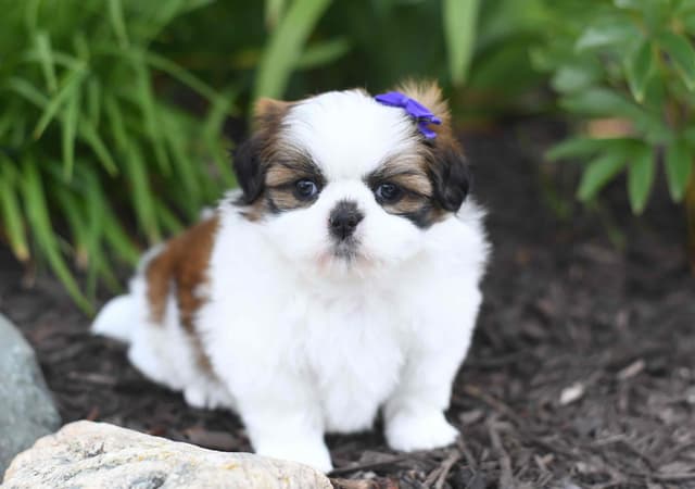 Shih Tzu Female media 3