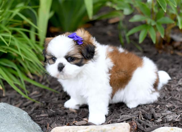 Shih Tzu Female media 4