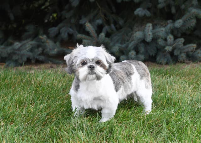 Shih Tzu Female media 6