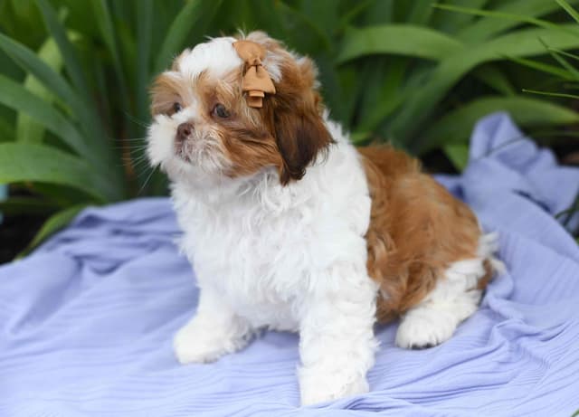 Beautiful Shih Tzu Puppies media 3