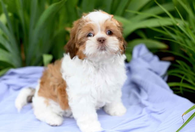 Beautiful Shih Tzu Puppies media 2