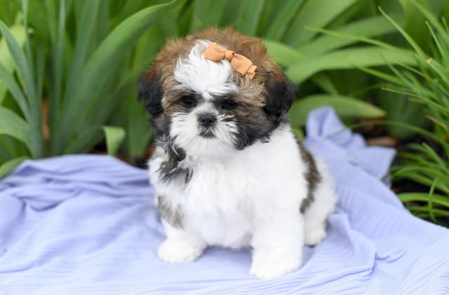 Adorable Shih Tzu Puppies media 2