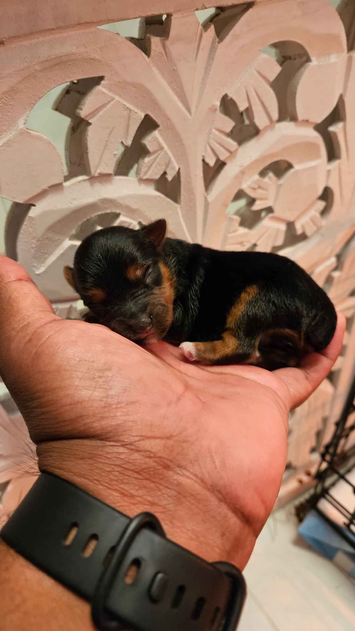 Yorkshire Terrier Puppies- Ready For New Home breeder image 8