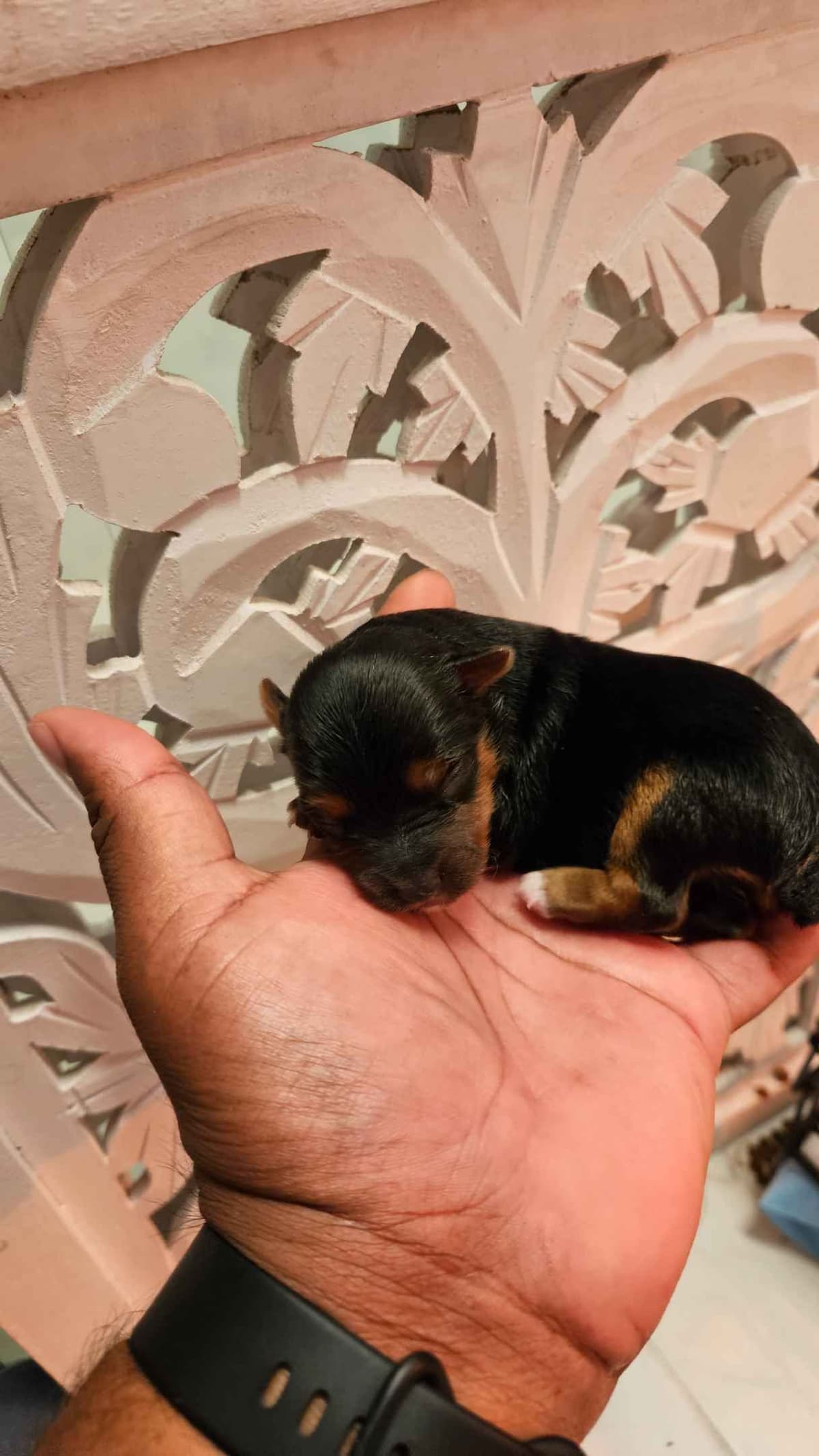 Yorkshire Terrier Puppies- Ready For New Home breeder image 9