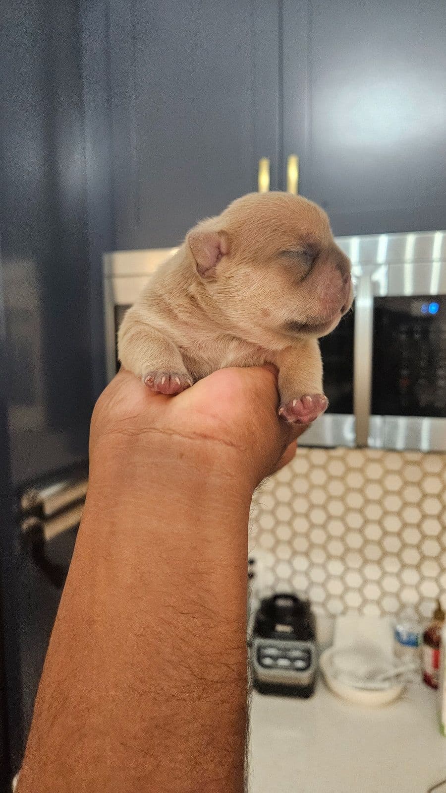 Yorkshire Terrier Puppies- Ready For New Home breeder image 20