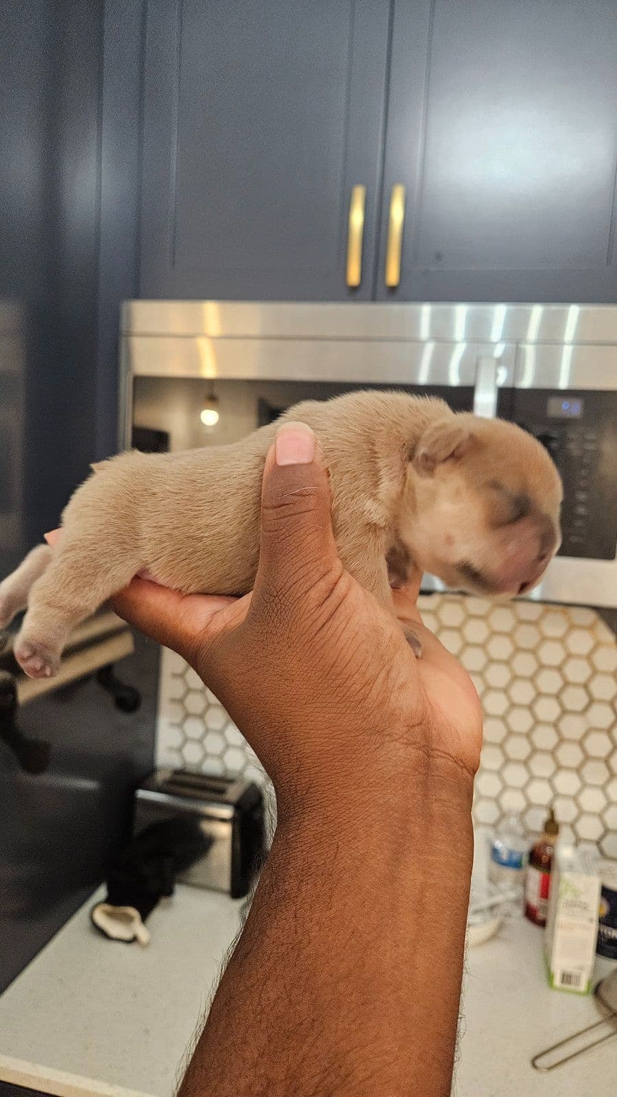 Yorkshire Terrier Puppies- Ready For New Home breeder image 21