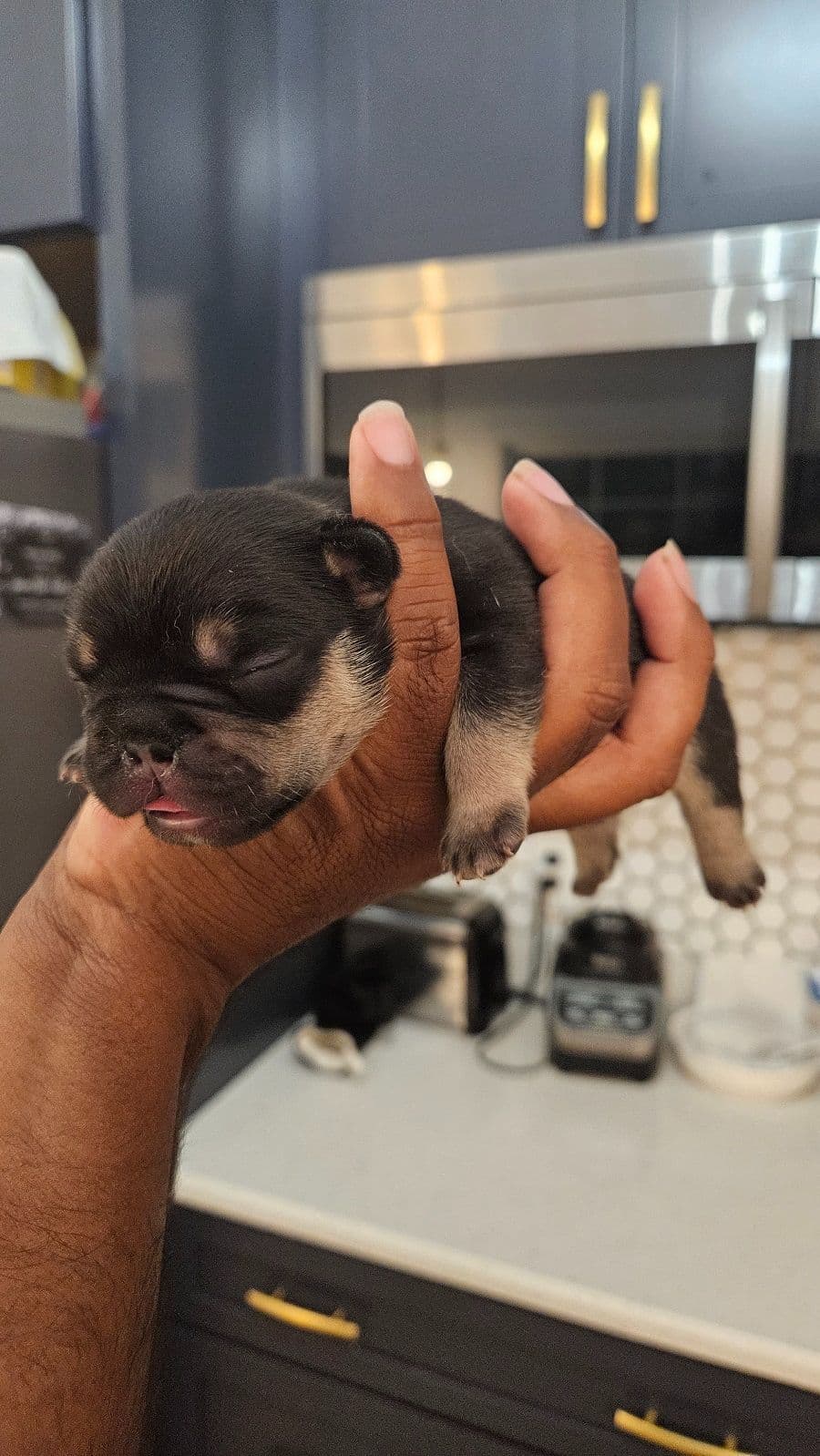 Yorkshire Terrier Puppies- Ready For New Home breeder image 22
