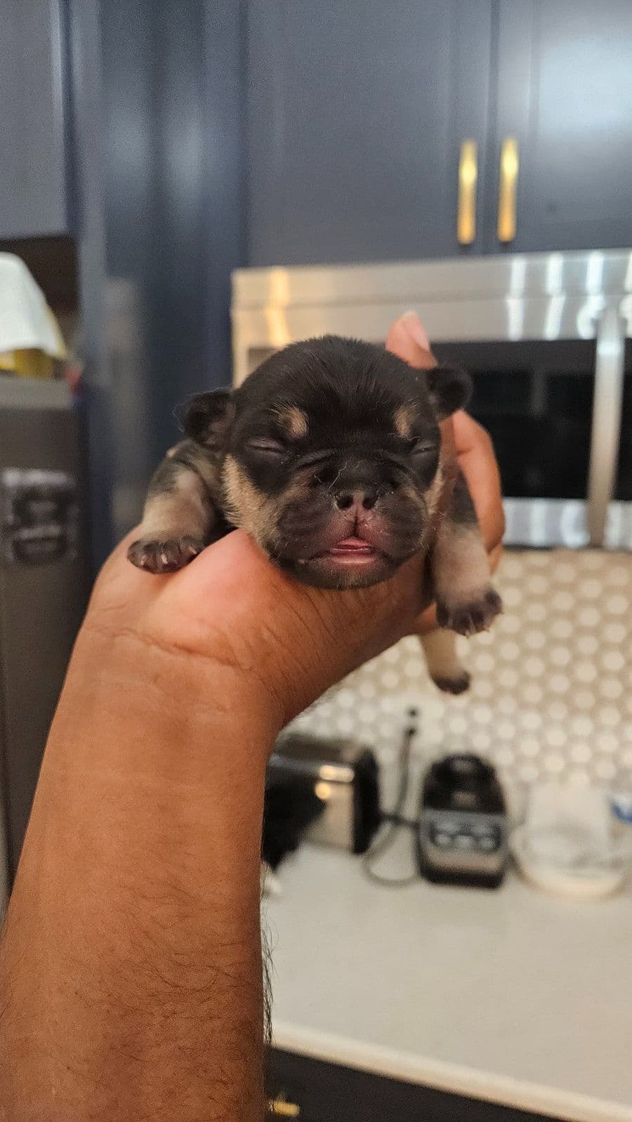 Yorkshire Terrier Puppies- Ready For New Home breeder image 23