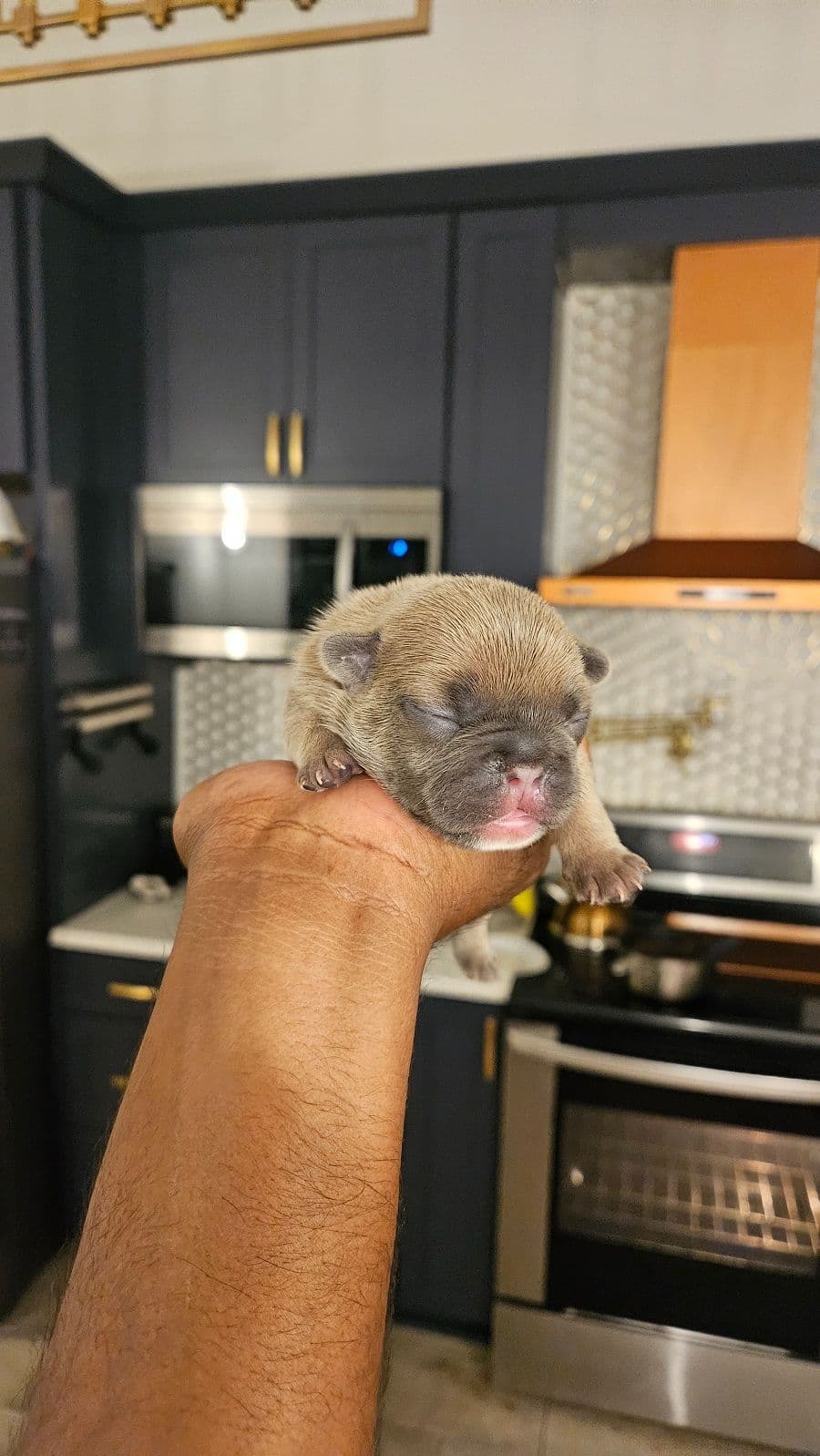 Yorkshire Terrier Puppies- Ready For New Home breeder image 25