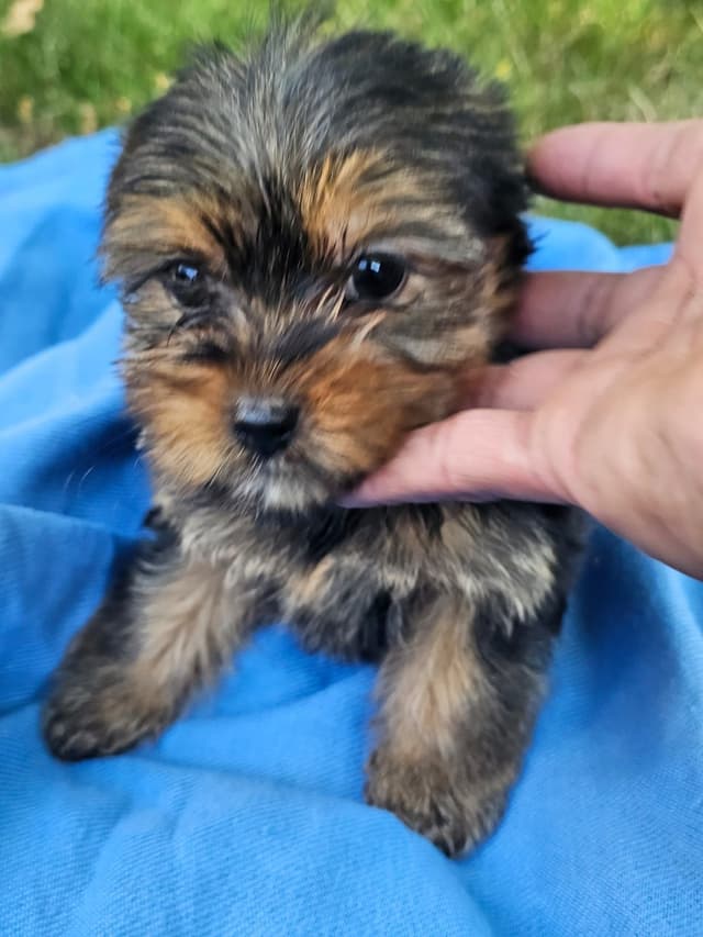Yorkshire Terrier Puppies- Ready For New Home media 3