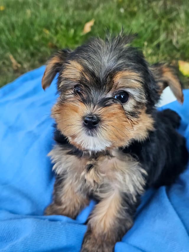 Yorkshire Terrier Puppies- Ready For New Home media 4