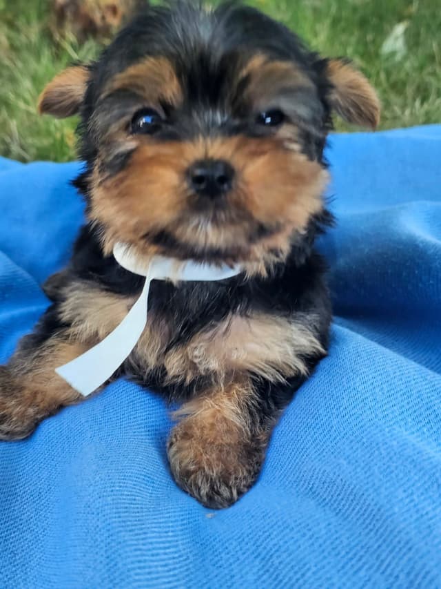 Yorkshire Terrier Puppies- Ready For New Home media 5