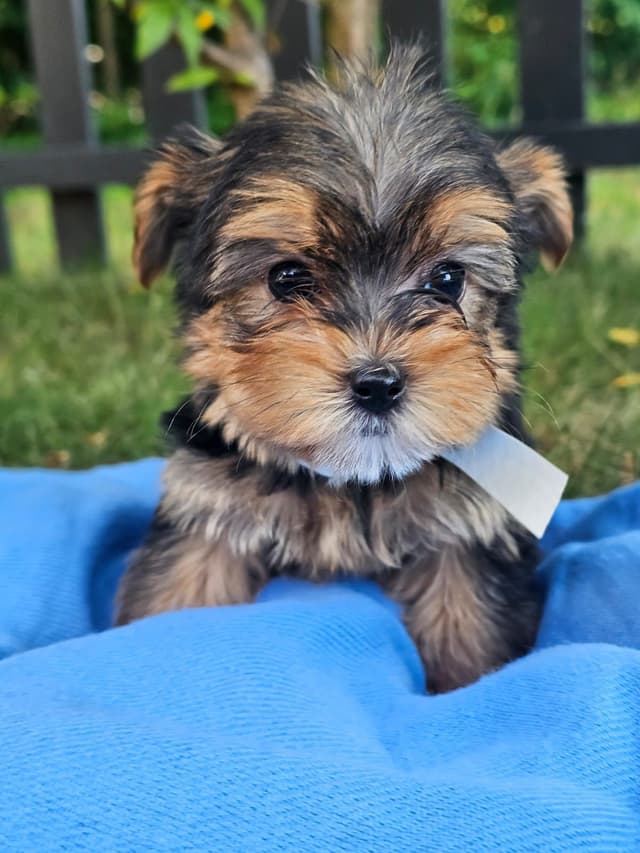 Yorkshire Terrier Puppies- Ready For New Home media 8