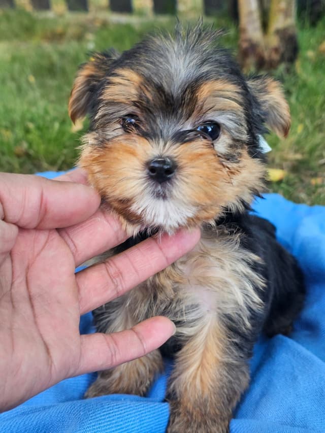 Yorkshire Terrier Puppies- Ready For New Home media 9