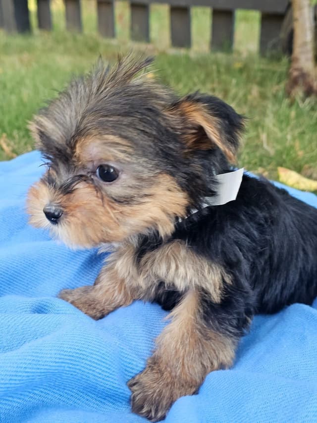 Yorkshire Terrier Puppies- Ready For New Home media 7