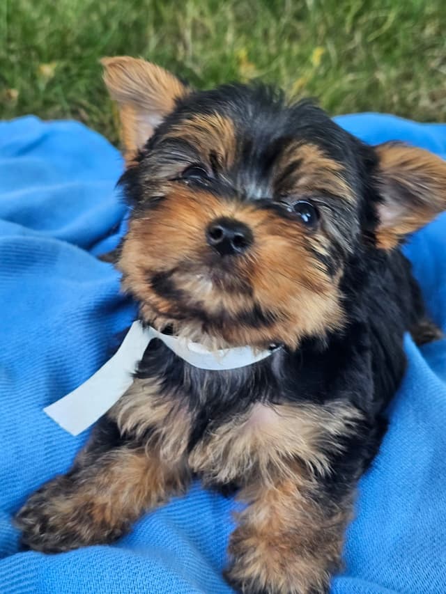 Yorkshire Terrier Puppies- Ready For New Home media 6