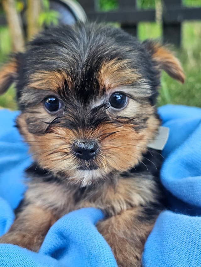 Yorkshire Terrier Puppies- Ready For New Home media 11