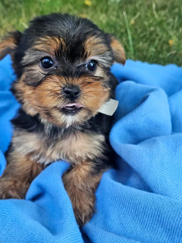 Yorkshire Terrier Puppies- Ready For New Home media 10