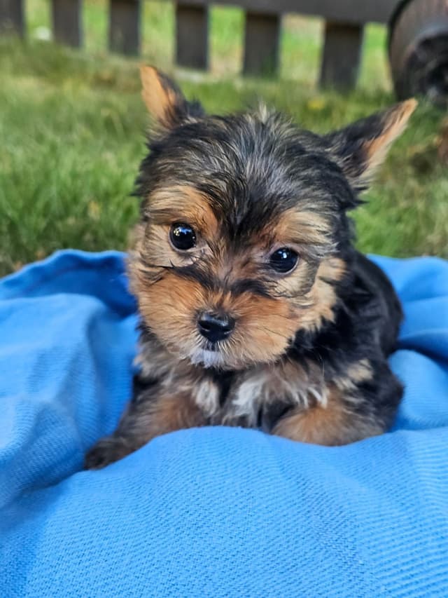 Yorkshire Terrier Puppies- Ready For New Home media 14