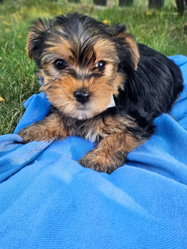 Yorkshire Terrier Puppies- Ready For New Home media 12