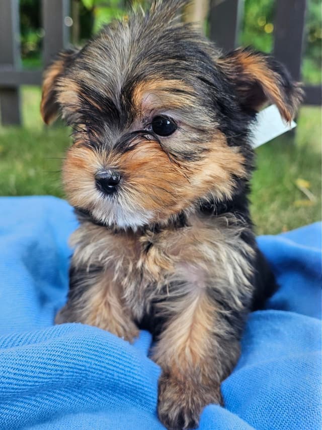 Yorkshire Terrier Puppies- Ready For New Home media 13