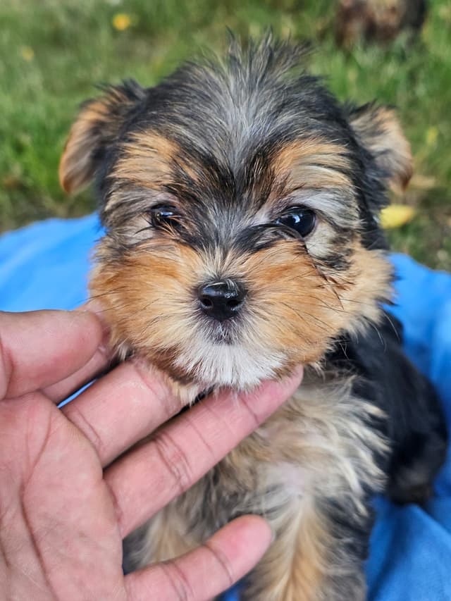 Yorkshire Terrier Puppies- Ready For New Home media 16