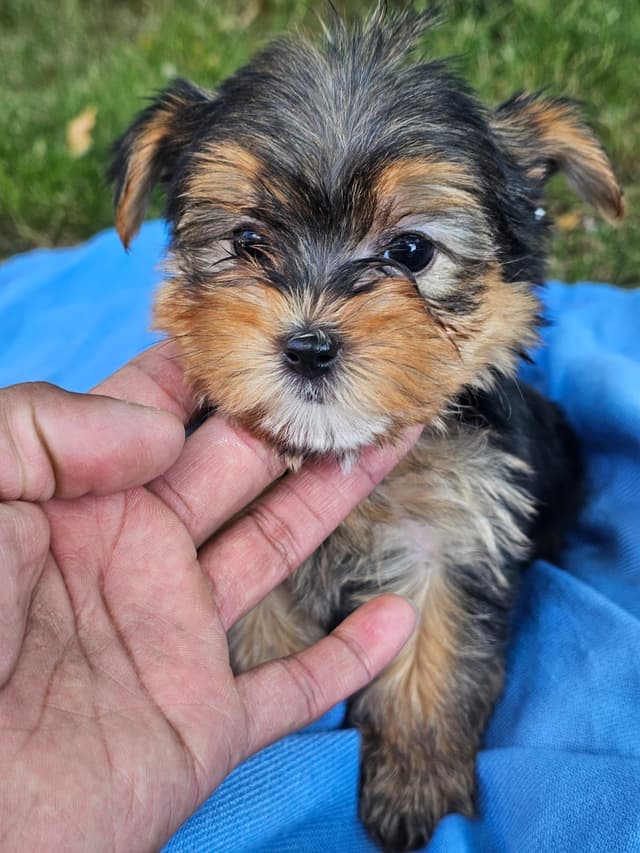 Yorkshire Terrier Puppies- Ready For New Home media 15