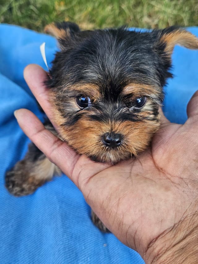 Yorkshire Terrier Puppies- Ready For New Home media 21