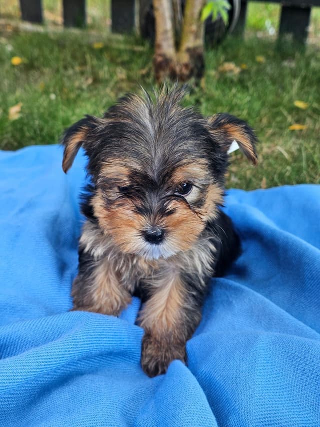 Yorkshire Terrier Puppies- Ready For New Home media 18
