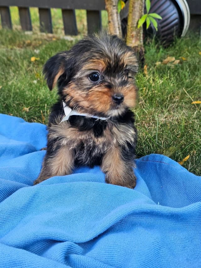 Yorkshire Terrier Puppies- Ready For New Home media 19