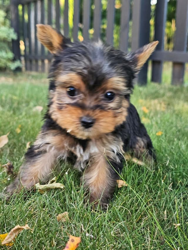 Yorkshire Terrier Puppies- Ready For New Home media 17