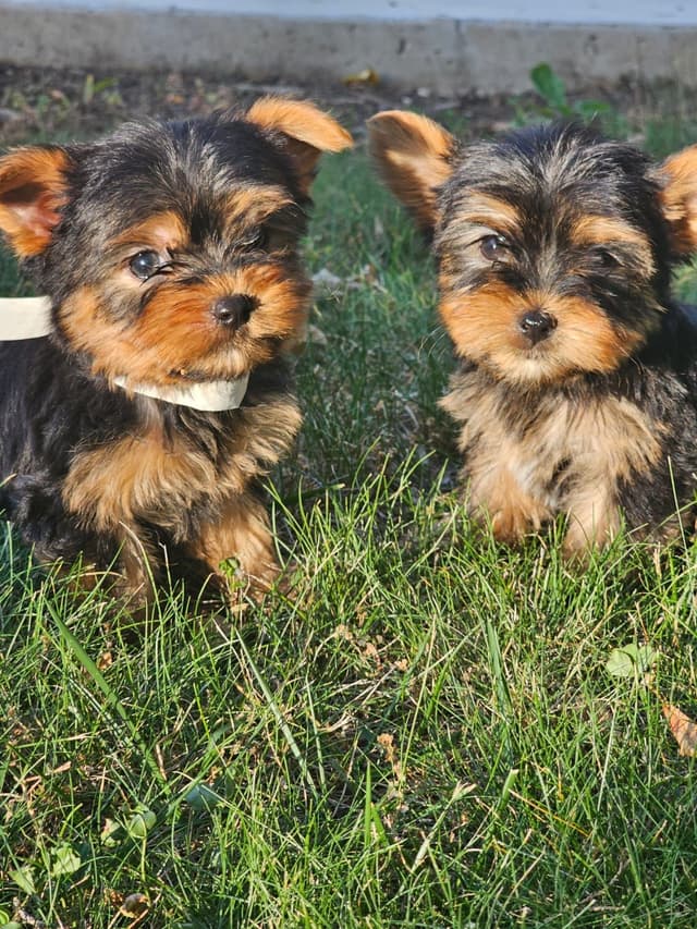 Yorkshire Terrier Puppies- Ready For New Home media 22