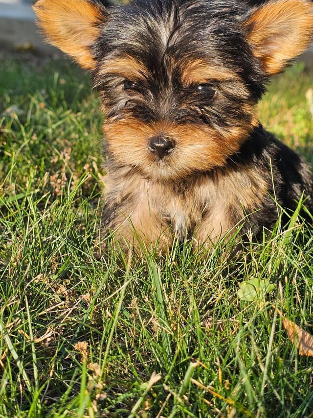 Yorkshire Terrier Puppies- Ready For New Home media 23