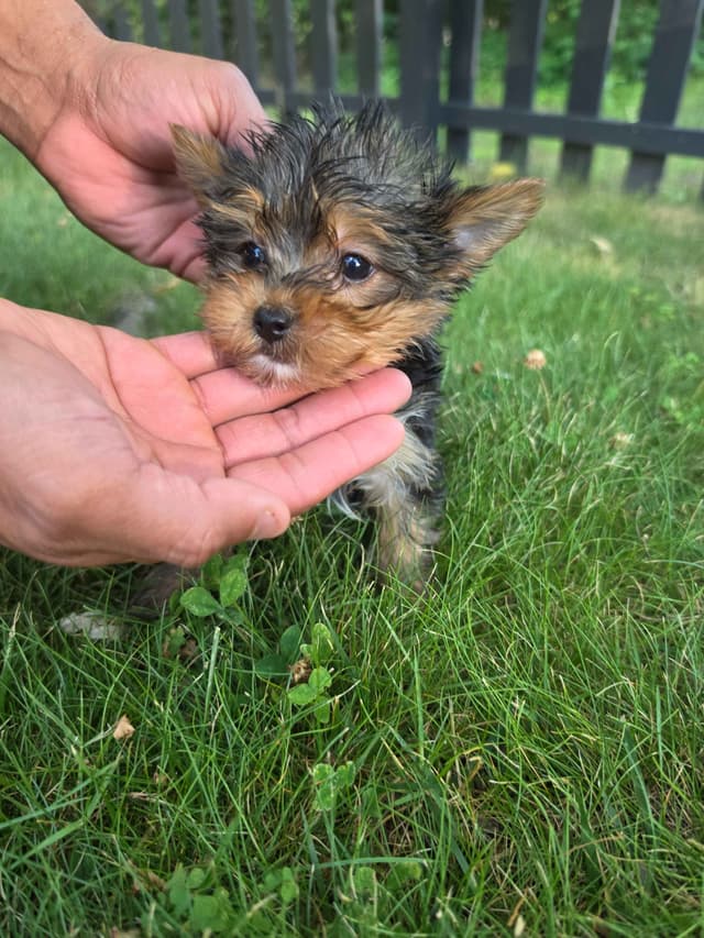 Yorkshire Terrier Puppies- Ready For New Home media 24