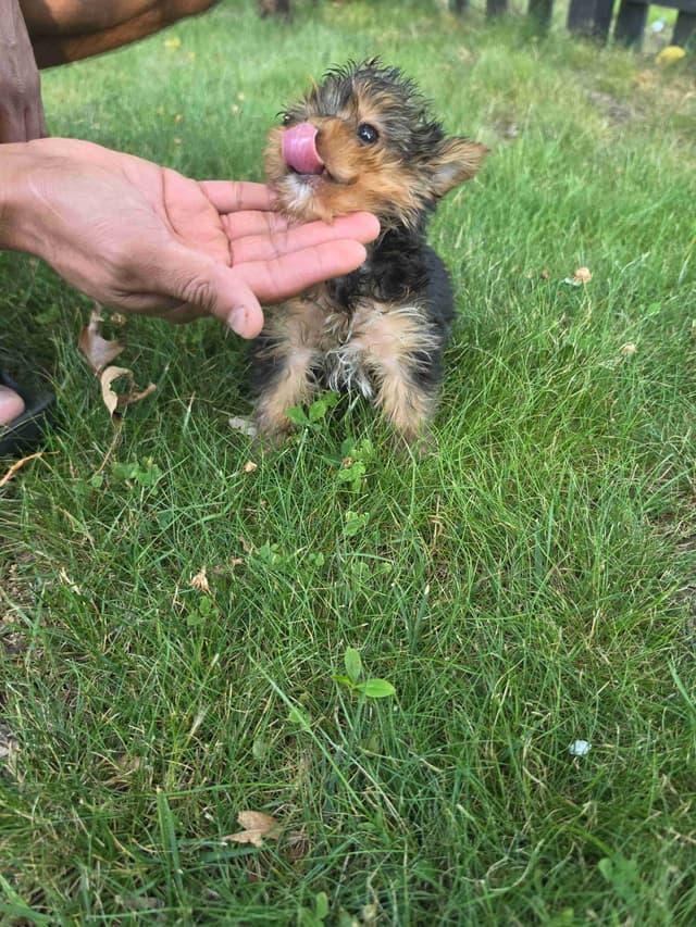 Yorkshire Terrier Puppies- Ready For New Home media 25