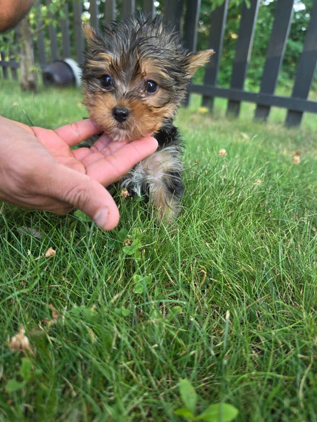 Yorkshire Terrier Puppies- Ready For New Home media 26