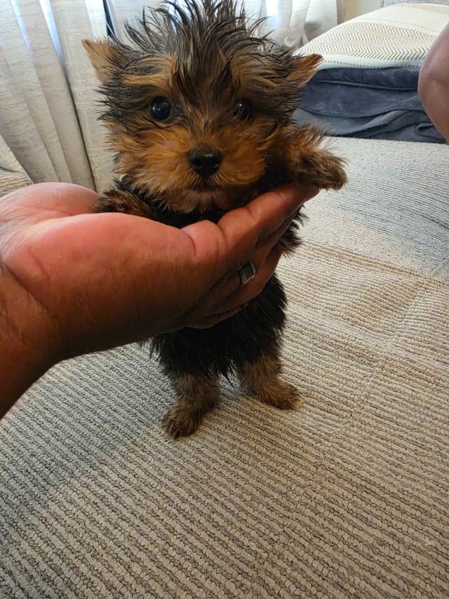 Yorkshire Terrier Puppies- Ready For New Home media 27