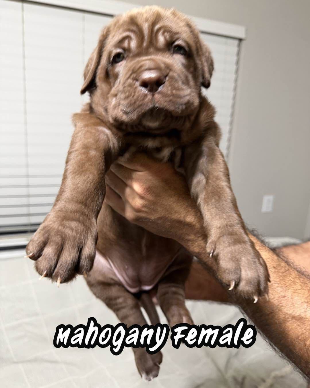 Neapolitan Mastiff Puppies breeder image 5