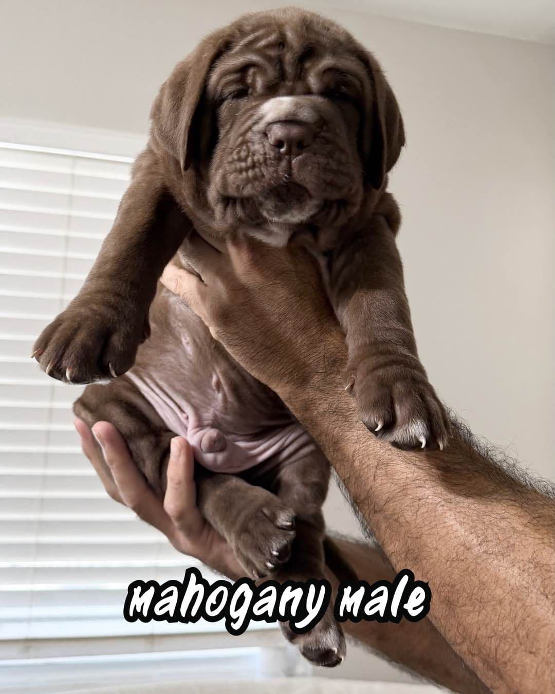 Neapolitan Mastiff Puppies breeder image 3