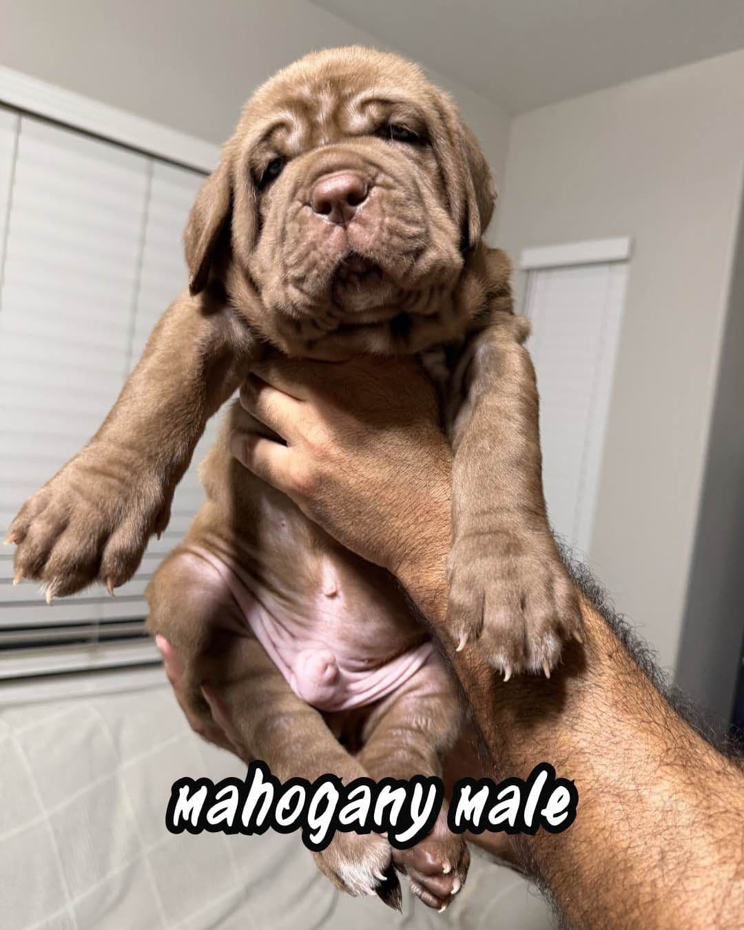 Neapolitan Mastiff Puppies breeder image 7