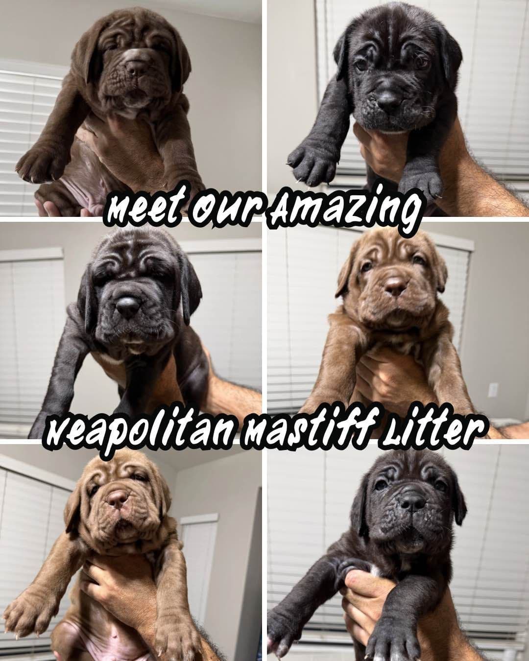 Neapolitan Mastiff Puppies breeder image 1
